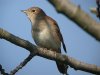 Nightingale at Canvey Wick (Steve Arlow) (73592 bytes)